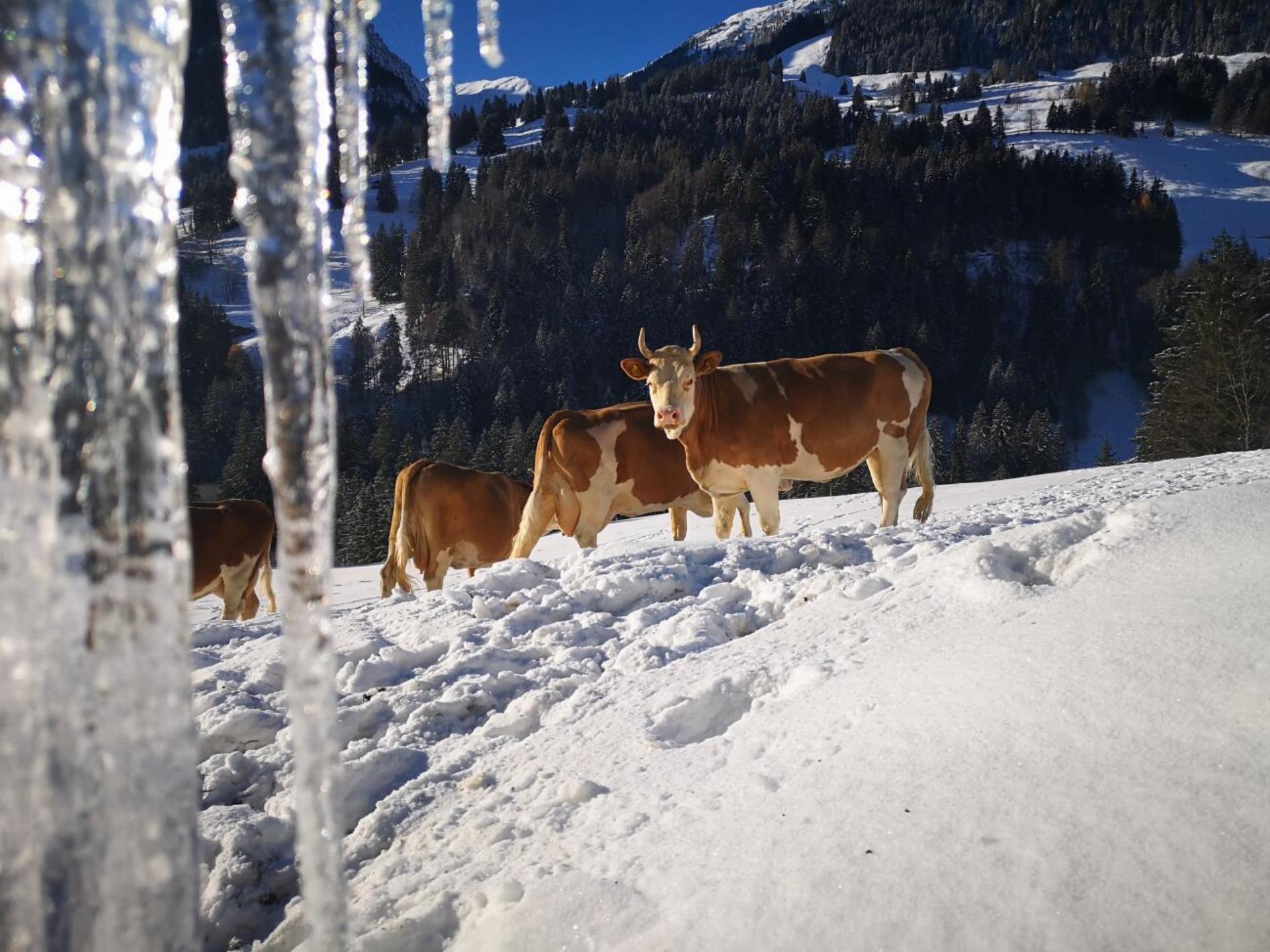 von Känels Kühe im Kiental scheint der frisch gefallene Schnee nichts auszumachen