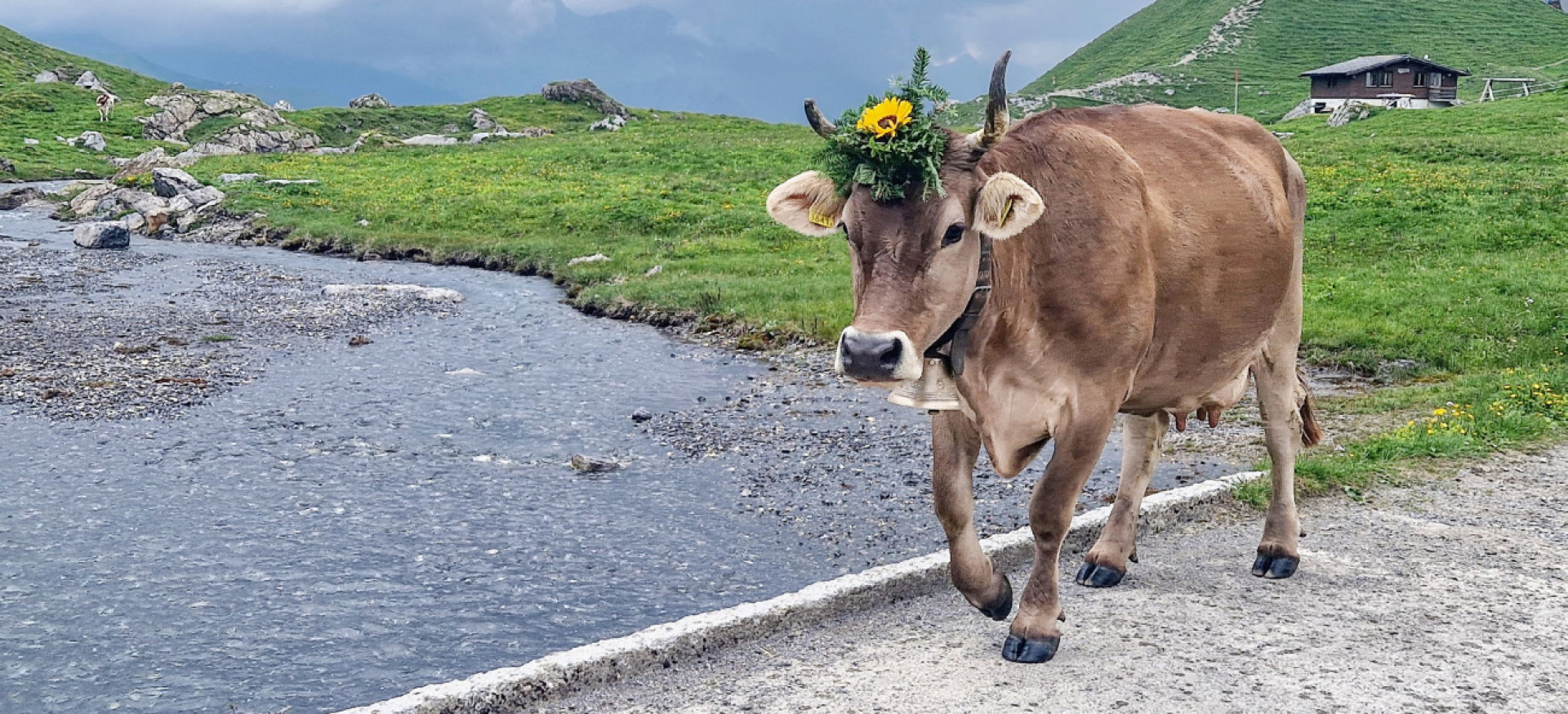 Nervenkitzel beim Alpaufzug