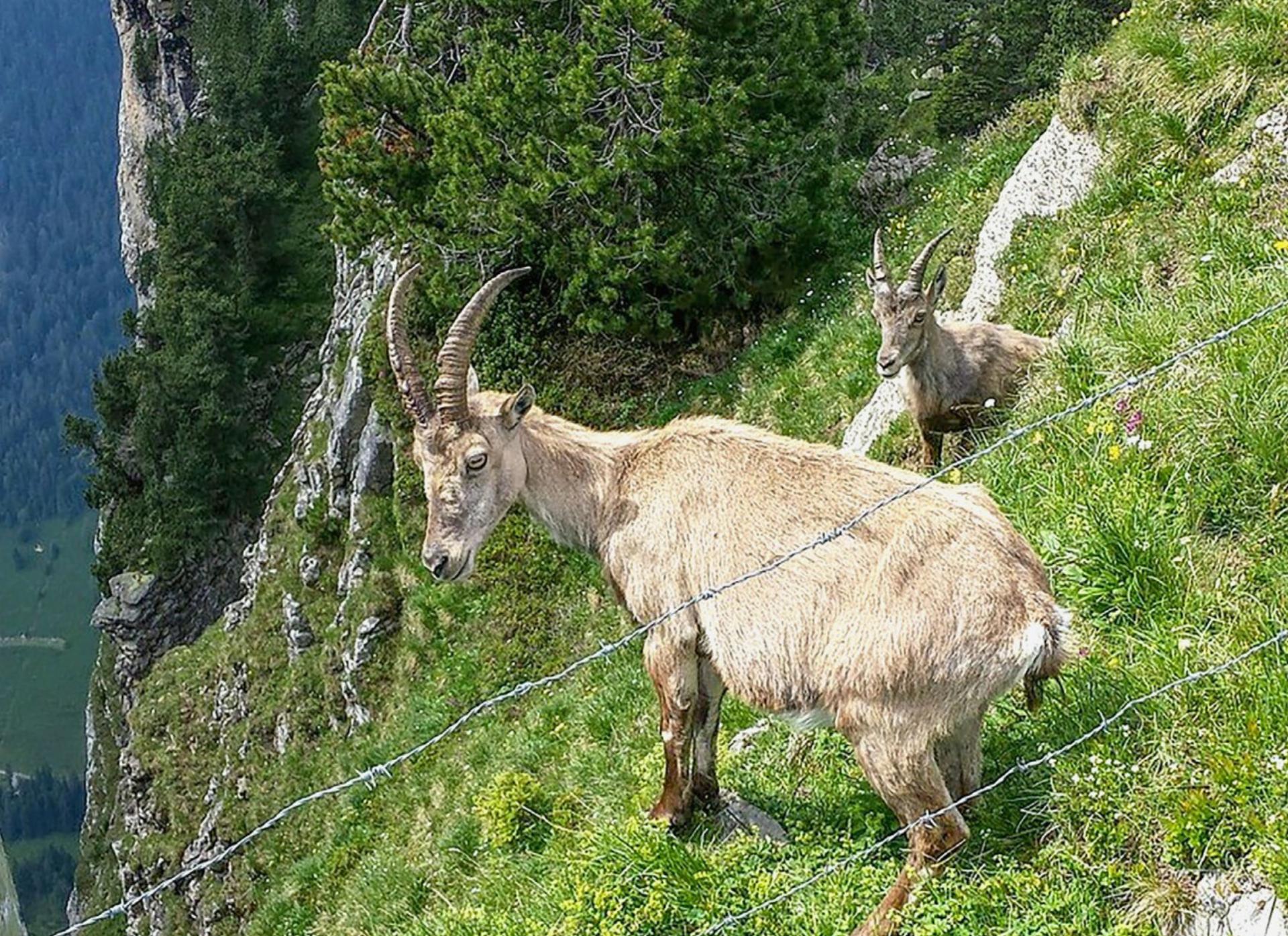 Wie das Niederhorn wurde, was es ist – ein Berner Wahrzeichen - Das Bild wird blockiert. – Möglicherweise durch einen aktiven Adblocker.