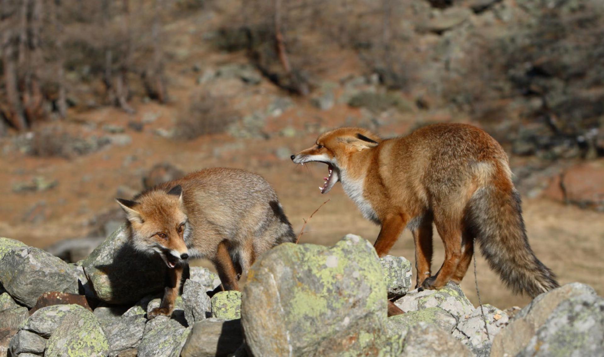 Wildtiere und der Klimawandel