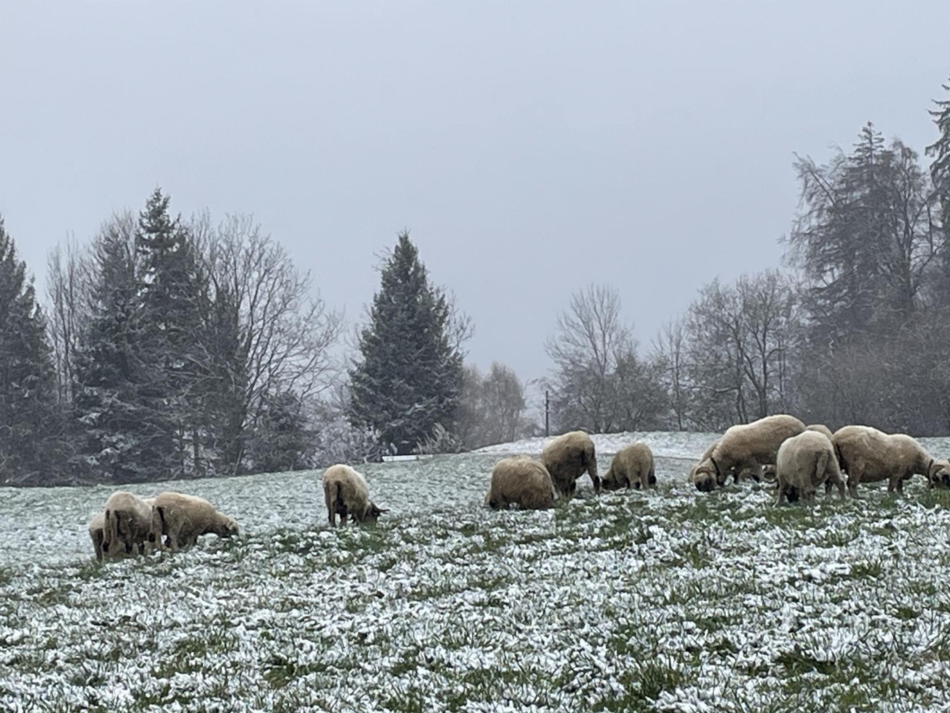 Fast wie Weihnachten … Bild: Chlaus Lötscher