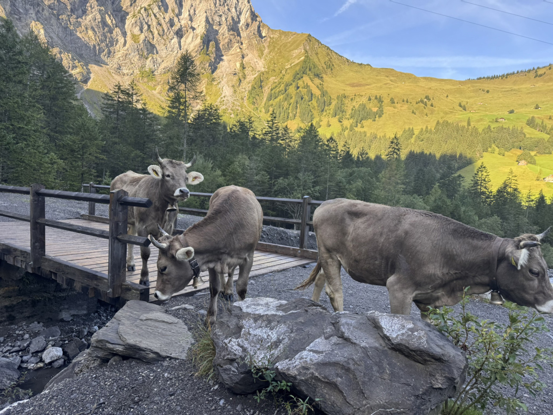Alpabzug Engstligenalp 2025 - Das Bild wird blockiert. – Möglicherweise durch einen aktiven Adblocker.