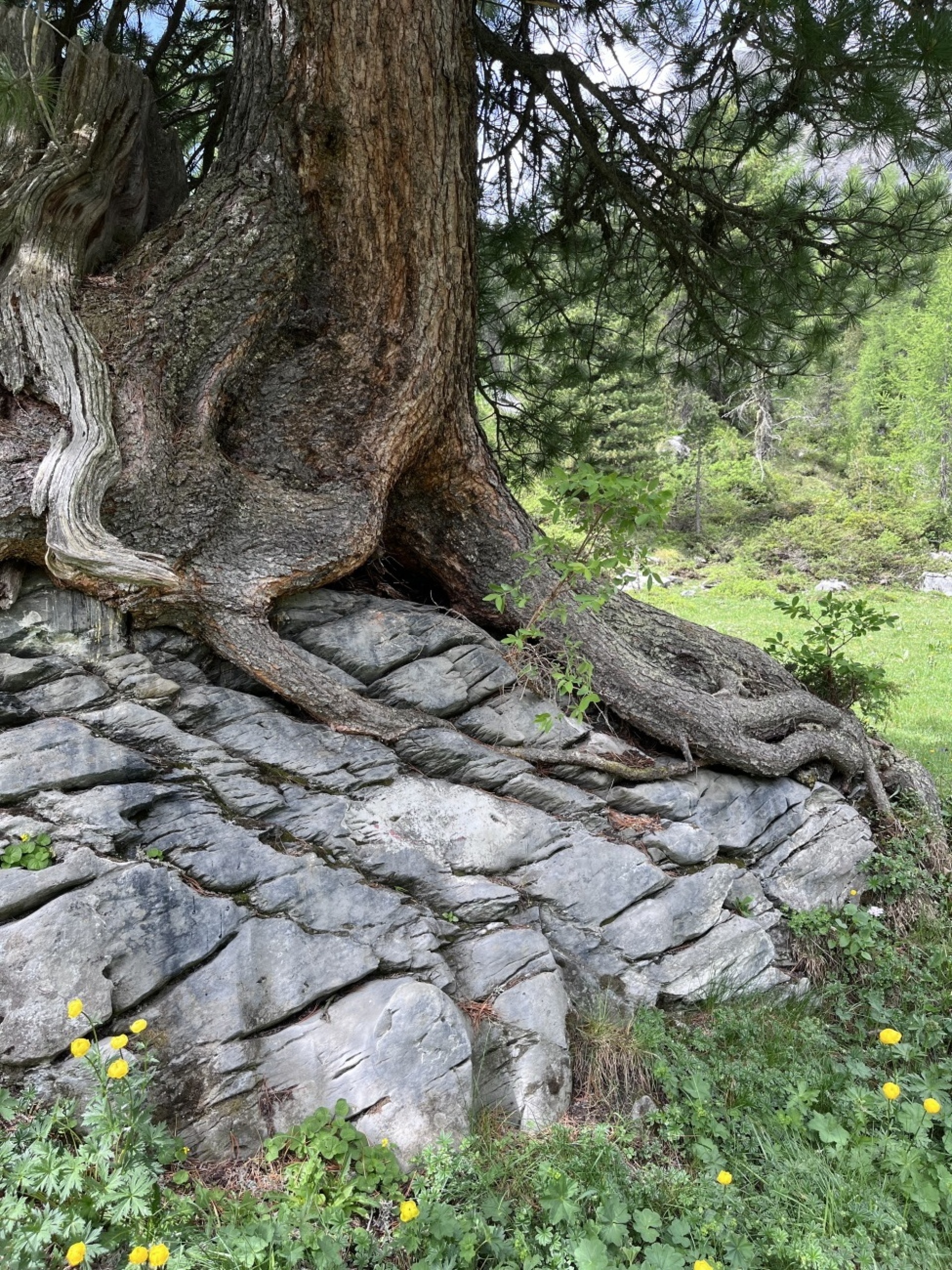 Dieser Baum hat sich einen interessanten Standort ausgesucht - Bild: Erika Bärtschi