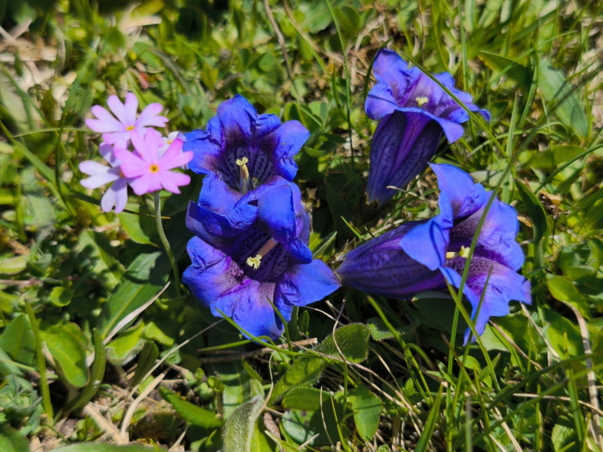Enziane auf der Engstligenalp - Bild: Paul Wermuth, Frutigen