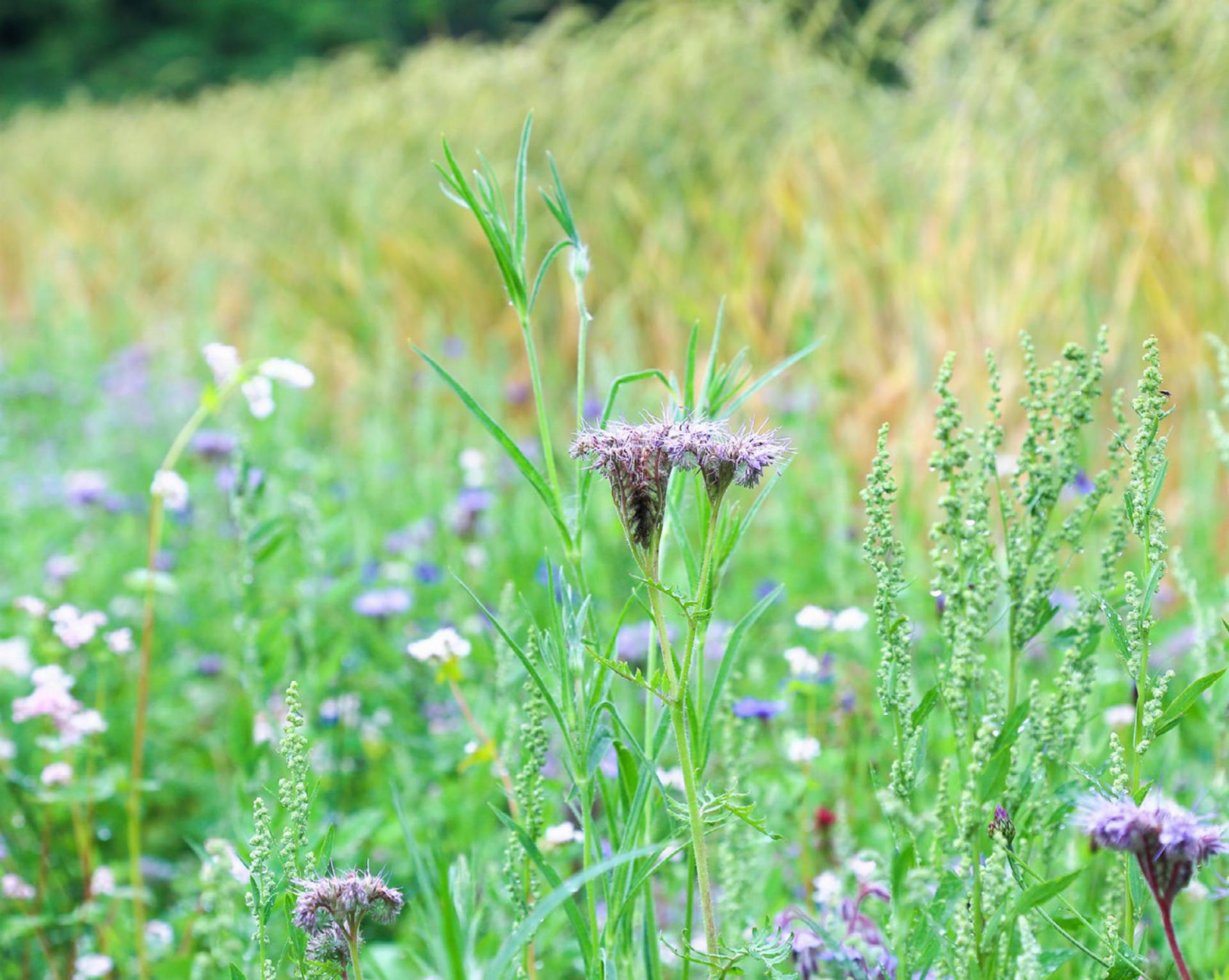 Biodiversität und Landwirtschaft: Partnerschaft für die Zukunft?