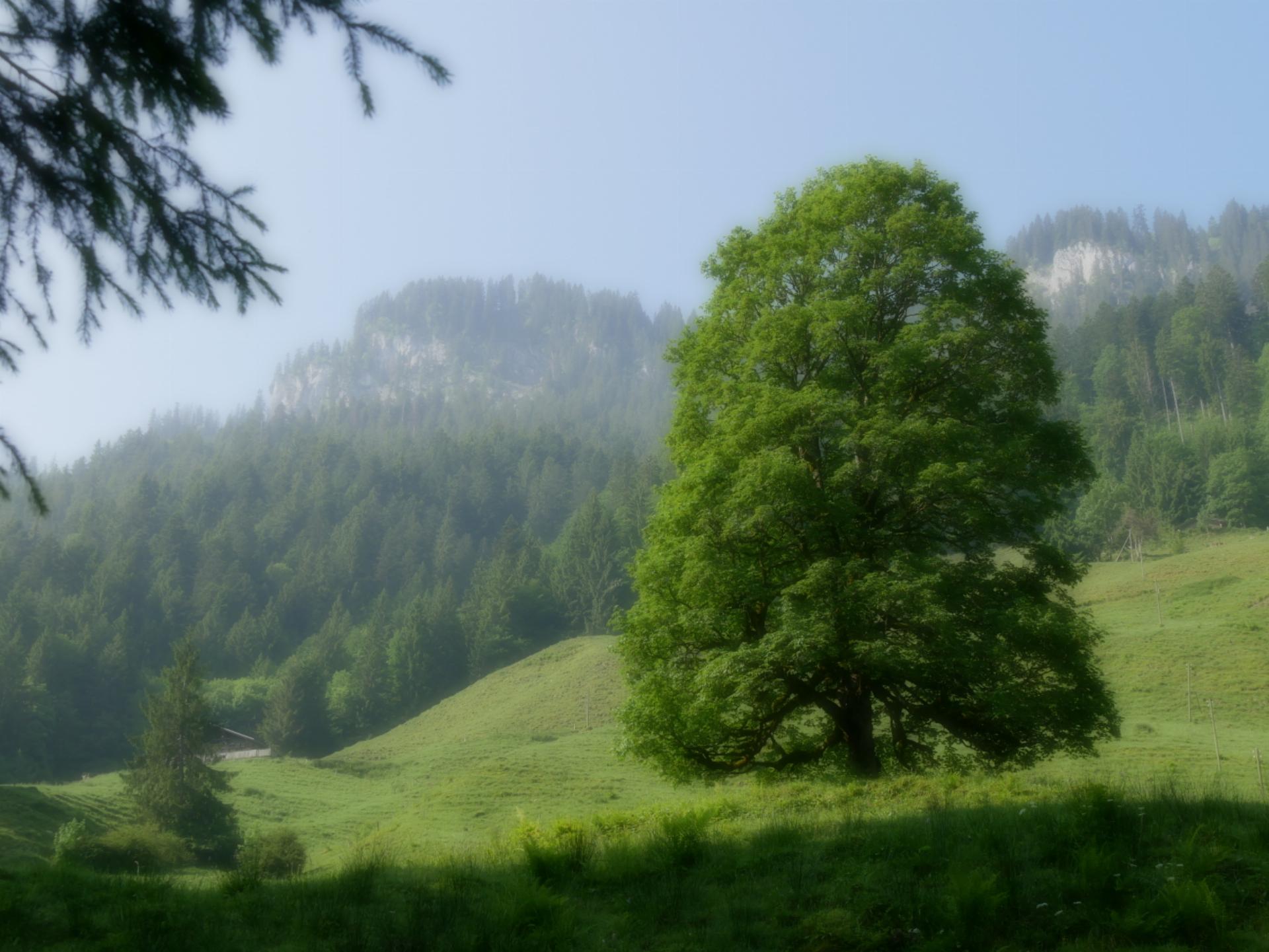 Mystische Sommermorgenstimmung mit "Rauch" aus Kanada - Bild: Therese Zaugg