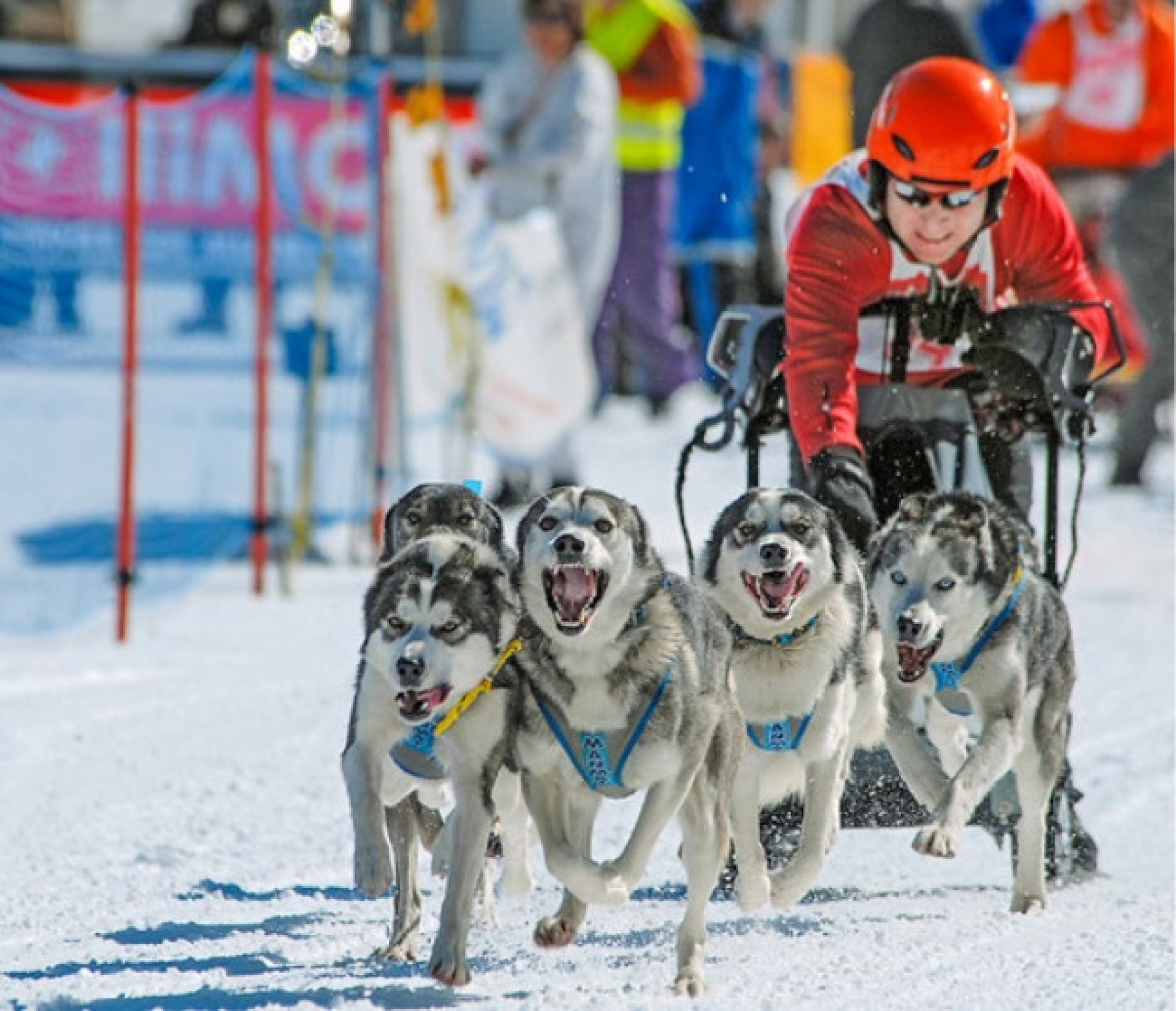 An der Schlittenhunde-WM in Kandersteg nehmen über 2000 Hunde teil. BILD: «FRUTIGLÄNDER»