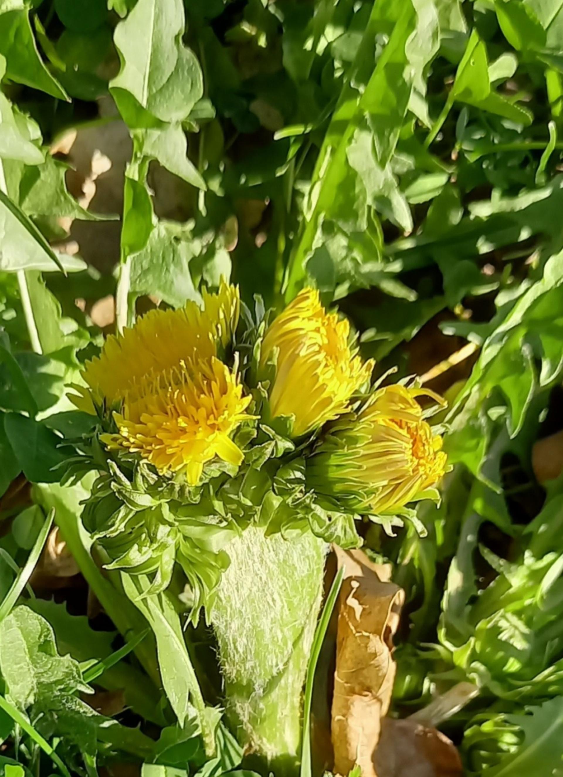 Löwenzahn mit fünf Blüten an einem Stängel (auf der Rückseite war noch eine Knospe) – Bild: Therese Horrer-Bärtschi