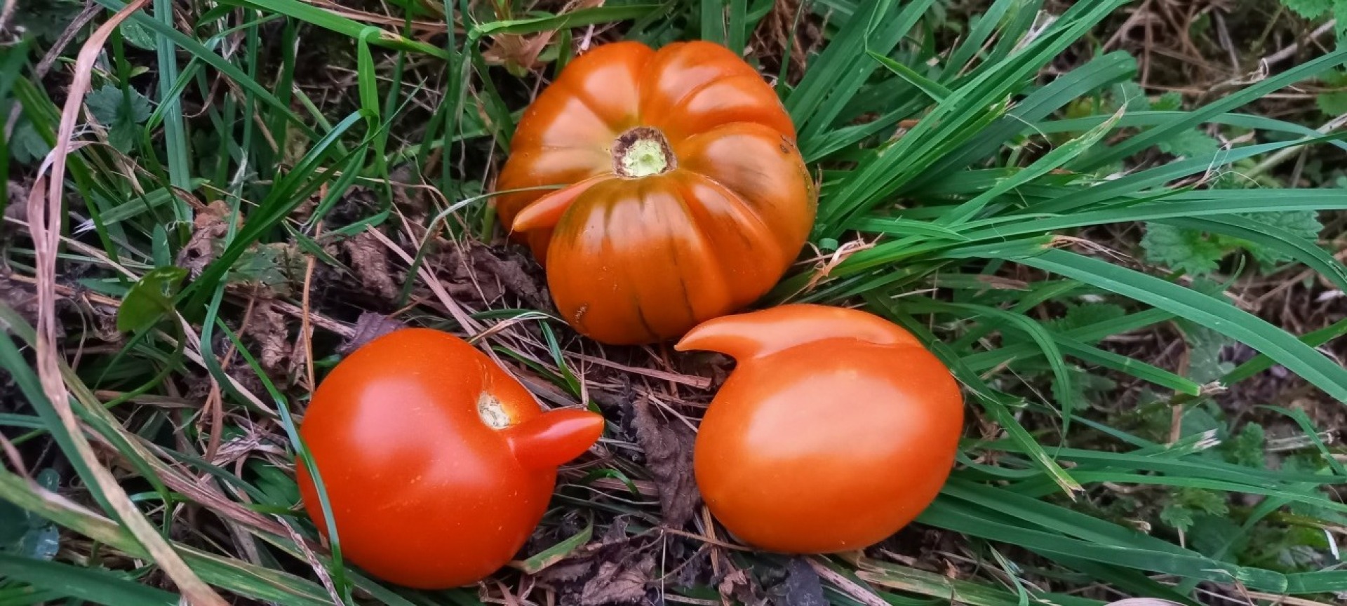Einzigartige Tomaten - Bild: Therese Horrer-Bärtschi - Das Bild wird blockiert. – Möglicherweise durch einen aktiven Adblocker.