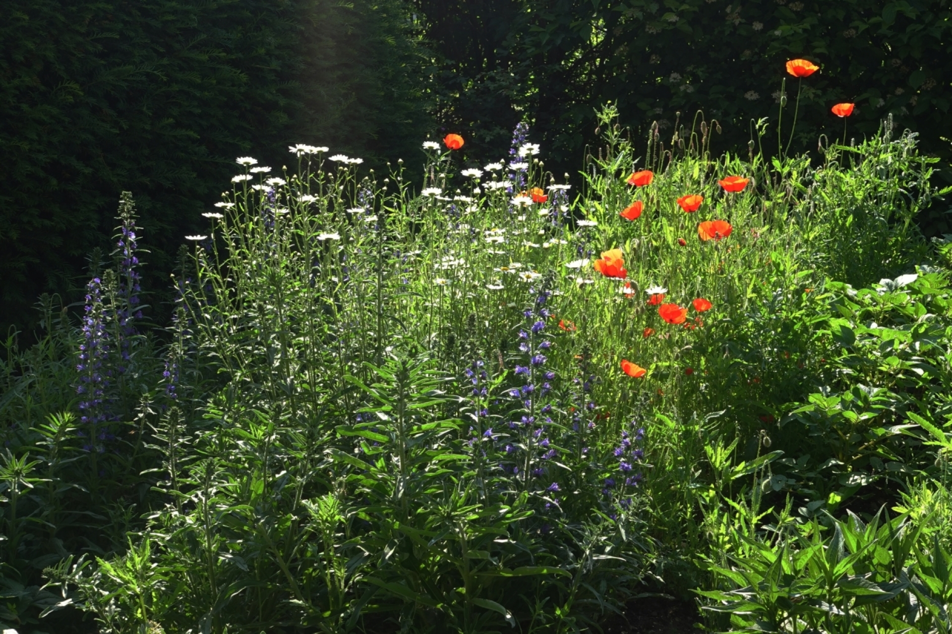Es blüht im Garten von Ulrich Vogt.