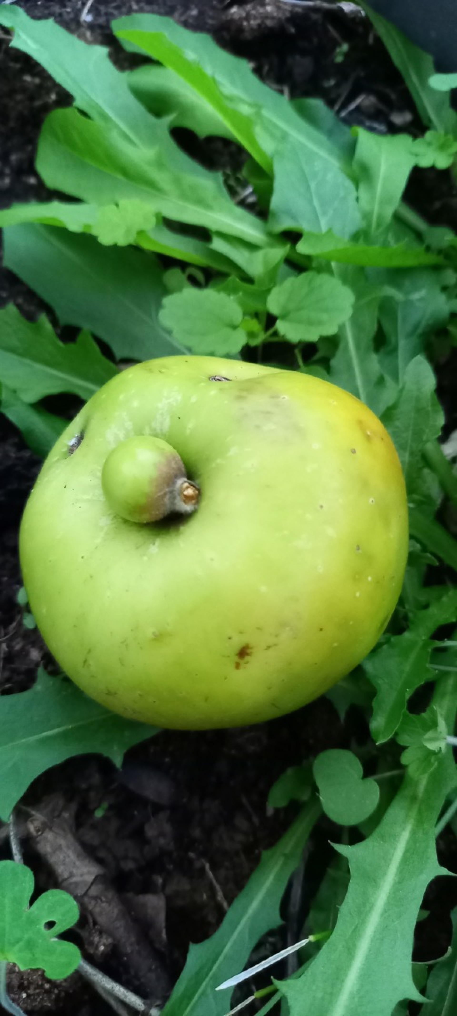 Apfel mit "Bauchnabel" - Bild: Therese Horrer-Bärtschi - Das Bild wird blockiert. – Möglicherweise durch einen aktiven Adblocker.