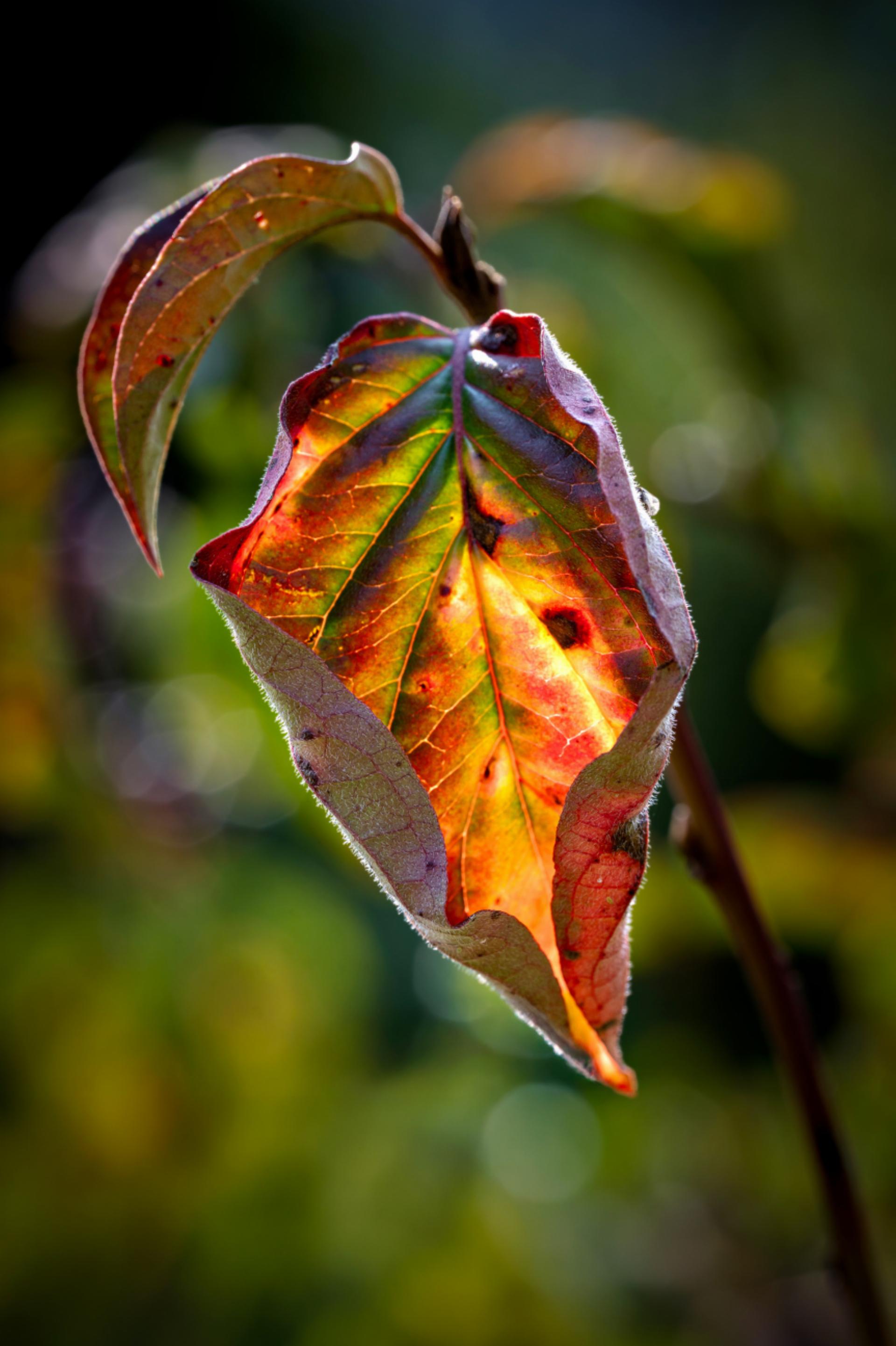 Vorboten des Herbstes - Bild: Martin Wenger - Das Bild wird blockiert. – Möglicherweise durch einen aktiven Adblocker.