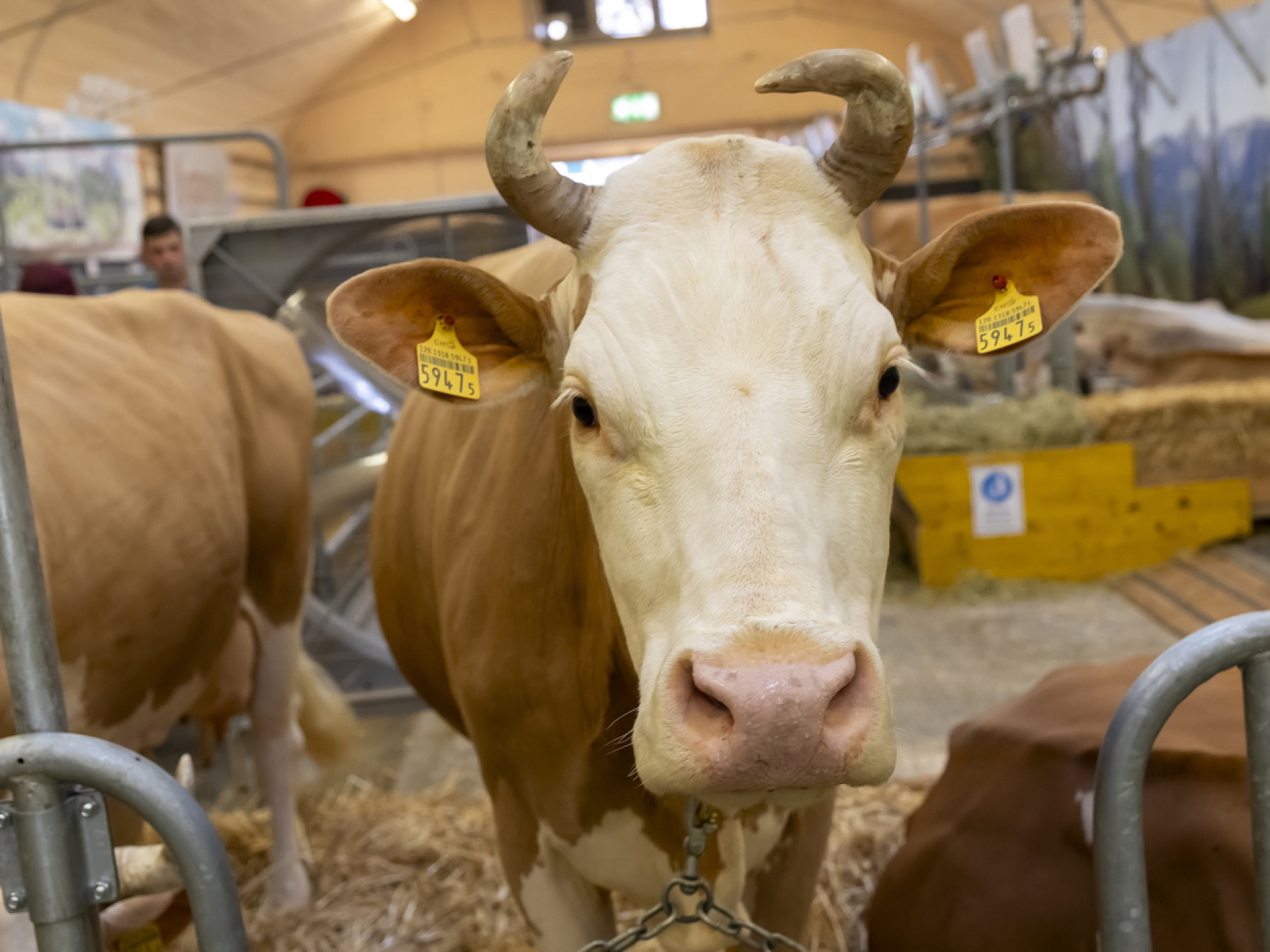 Oberländische Herbstmesse Thun 2024