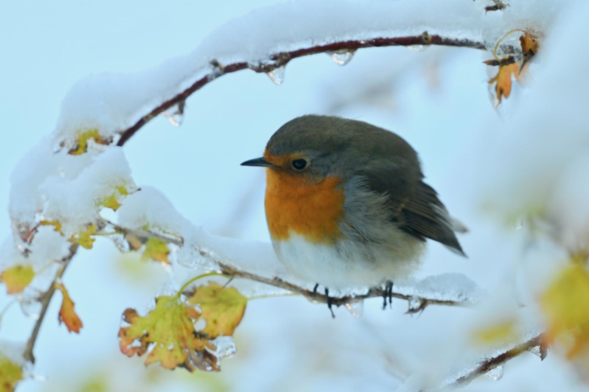 Rotkelchen im Winter. Foto: Hanspeter Güntensperger