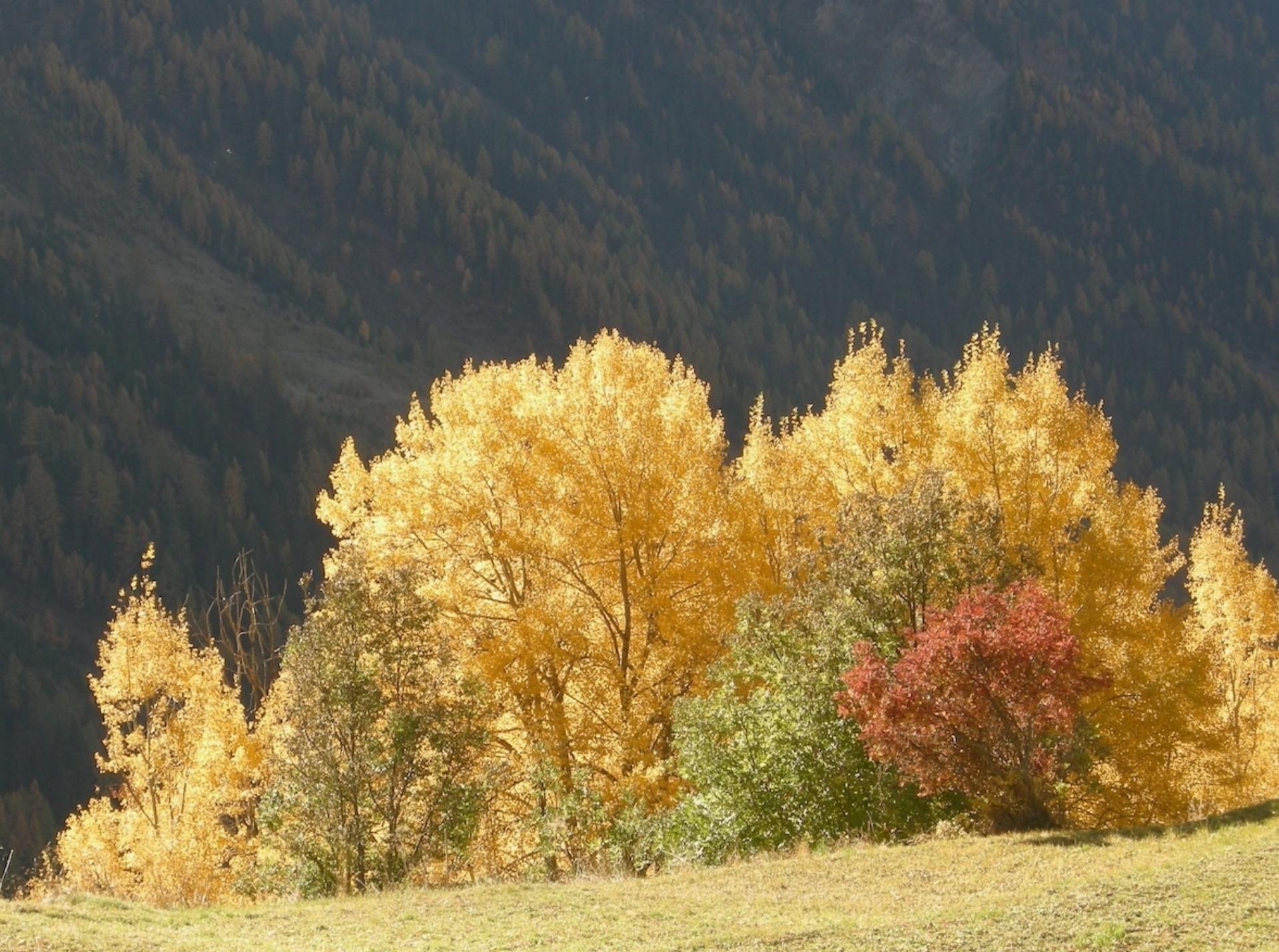 Herbst mit seinen Sonnen- und Schattenseiten. Bild: Ulrich Vogt
