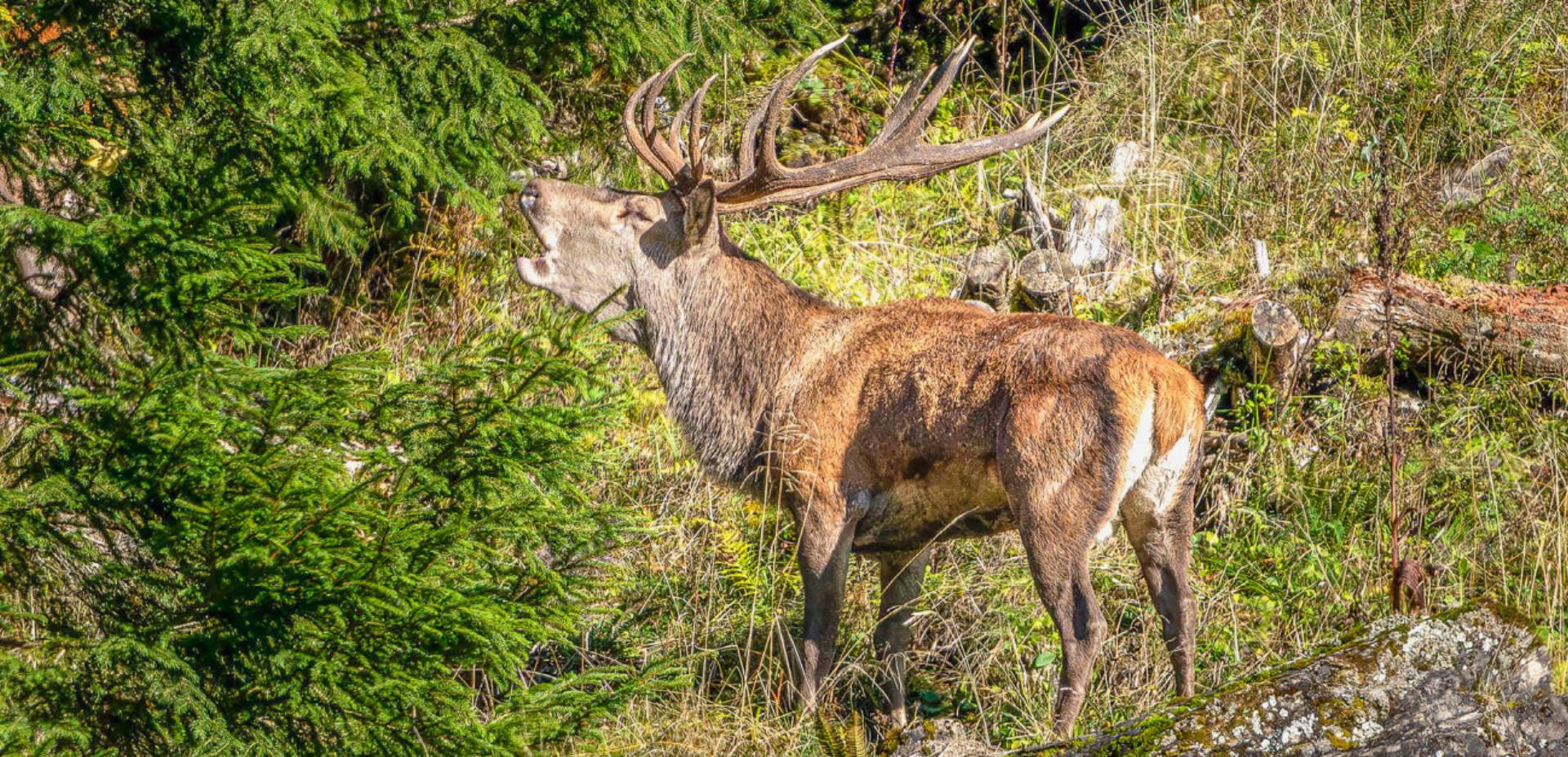 Wildes Schauspiel im Herbstwald - Das Bild wird blockiert. – Möglicherweise durch einen aktiven Adblocker.