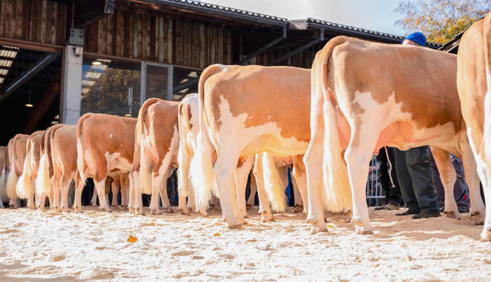 Tradition, Qualität und Gemeinschaft - Das Bild wird blockiert. – Möglicherweise durch einen aktiven Adblocker.