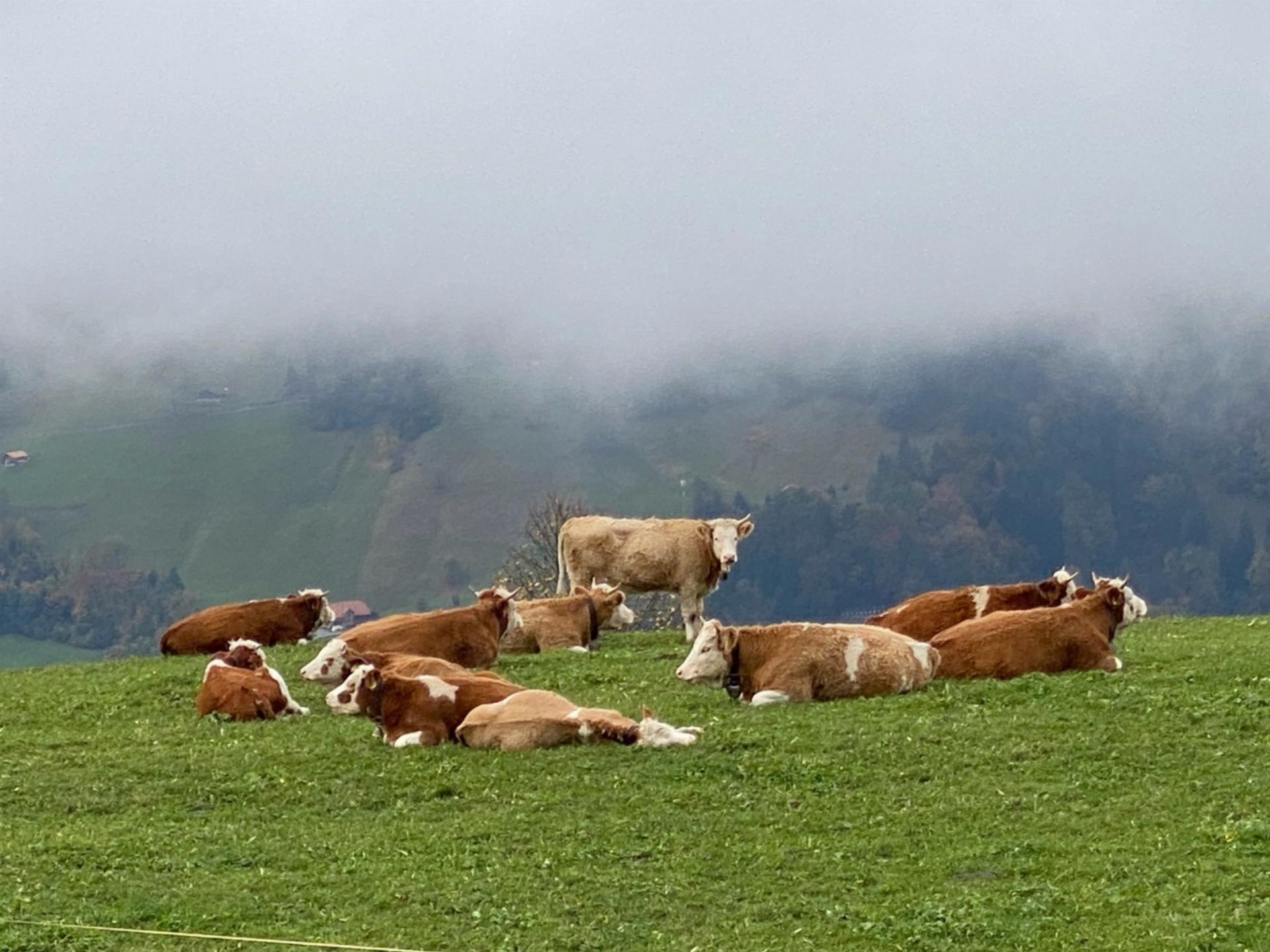 Oberhalb von Faltschen halten Rinder Siesta vor dem Winter. Bild: Peter von Känel