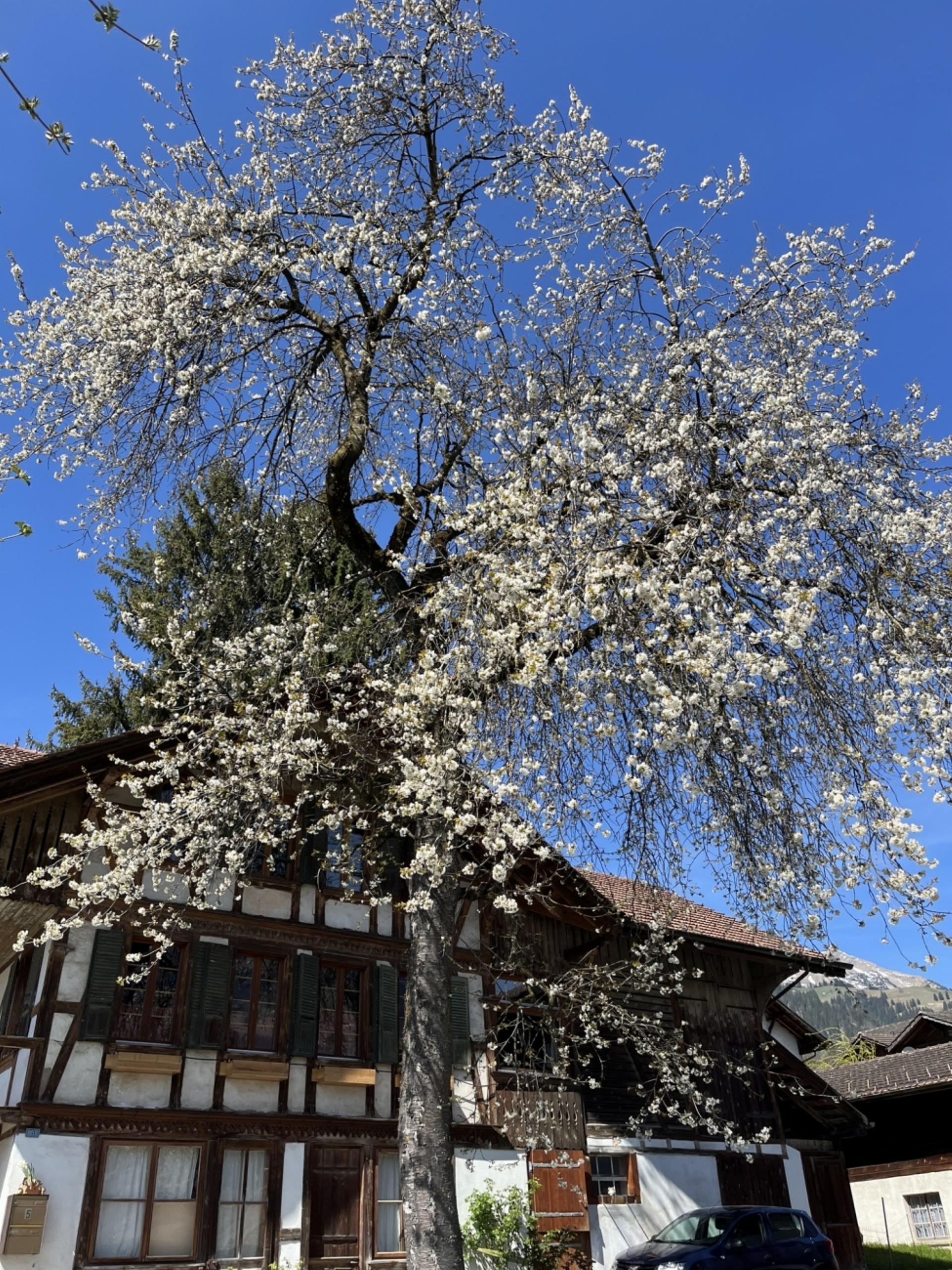 Frühling in Frutigen  – Bild: Ulrich Vogt
