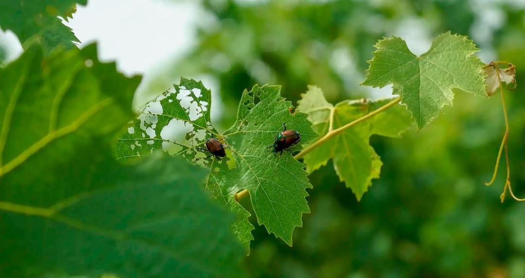 Besonders im Kampf gegen den Japankäfer zählt jeder Monat. BILD: ZVG Besonders im Kampf gegen den Japankäfer zählt jeder Monat. BILD: ZVG
