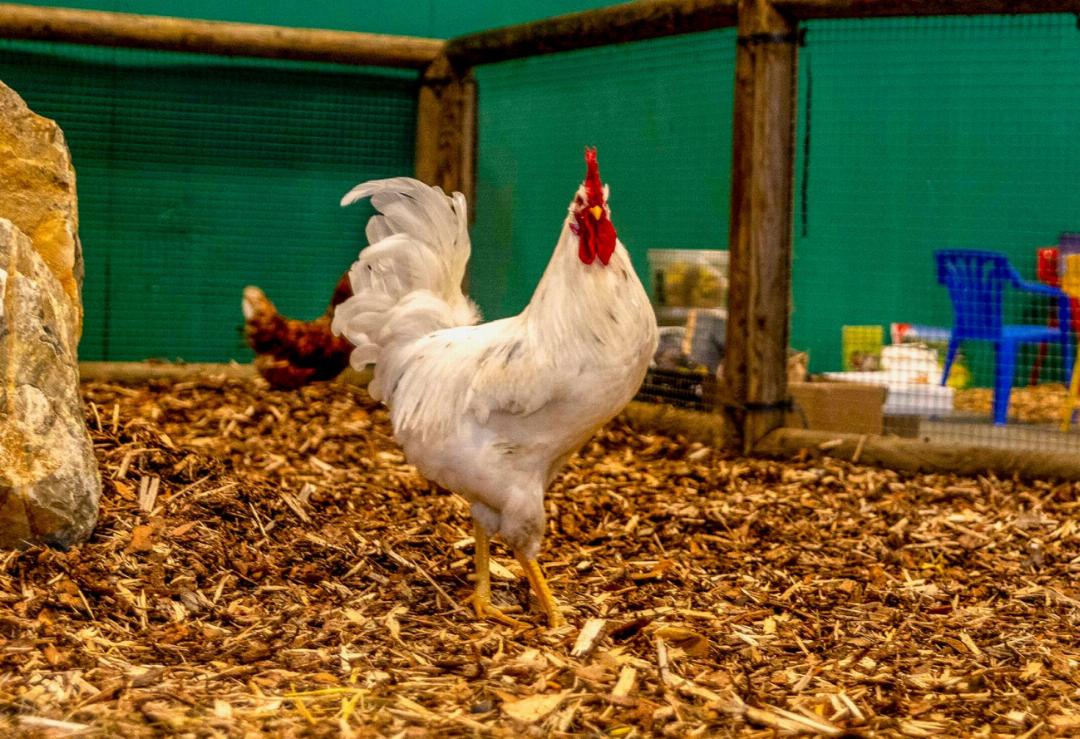 Der Erlebnishof Hatti aus Aeschi richtete den Streichelzoo mit Ferkeln, Hühnern, Schafen und Ziegen ein. Der Erlebnishof Hatti aus Aeschi richtete den Streichelzoo mit Ferkeln, Hühnern, Schafen und Ziegen ein.