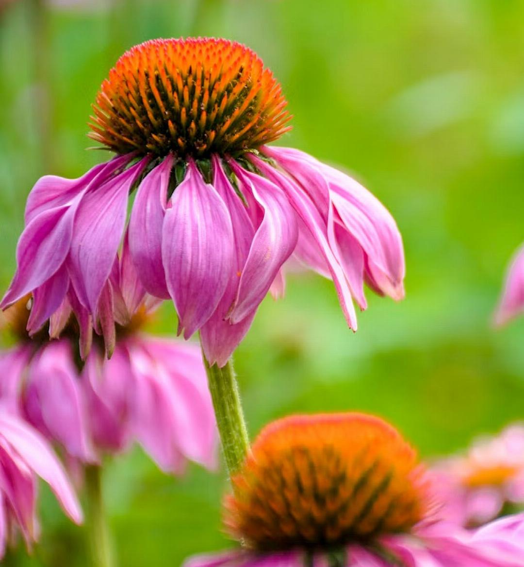 Der rote Sonnenhut (Echinacea purpurea) stärkt das Immunsystem und kann die Dauer von Erkältungen verkürzen. BILD: UNSPLASH/STEPHAN H. Der rote Sonnenhut (Echinacea purpurea) stärkt das Immunsystem und kann die Dauer von Erkältungen verkürzen. BILD: UNSPLASH/STEPHAN H.