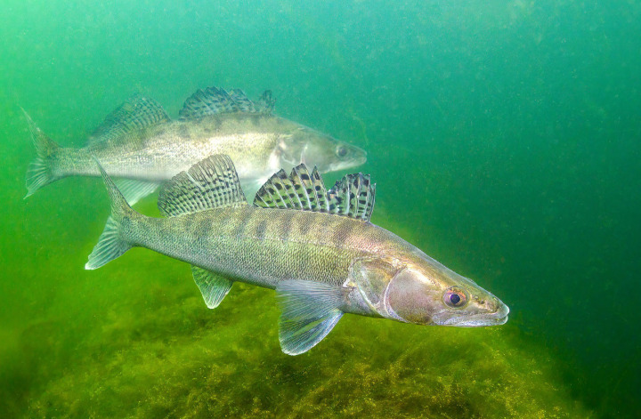 FISCH DES JAHRES Die Oberländer Gewässer gehören heute nicht mehr zu seinem Lebensraum. Doch einst fühlte sich der Zander im Kandertal wohl und wurde dort erfolgreich gezüchtet.