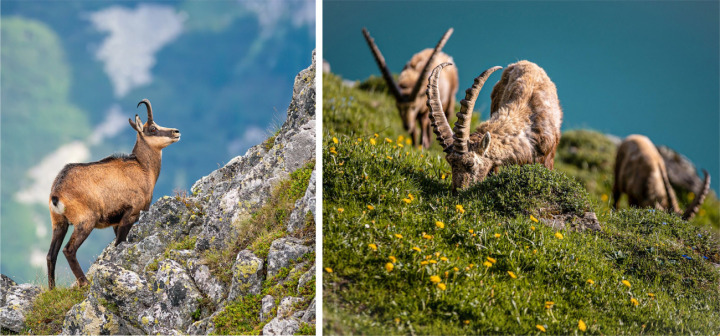 Gämsen und Steinböcke sind an ihren Lebensraum eigentlich perfekt angepasst. Doch die klimatische Veränderung in den Alpen zwingt den Tieren einen neuen Rhythmus auf: Obwohl sie eigentlich tagaktiv sind, verlegen sie ihre Nahrungssuche zunehmend in die Nacht (siehe auch Grafik unten). Das Herumklettern im Dunkeln ist für die Tiere allerdings nicht ungefährlich. BILD GÄMSE WILDMEDIA. STEINBÖCKE AM OESCHINENSEE: JAN KLOPFENSTEIN/WIRESTOCK CREATORS