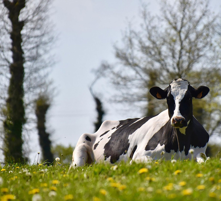 Milch wird wieder vermehrt konsumiert.