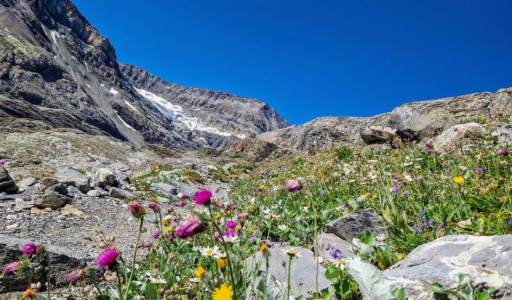 Wunderschöne Bergblumenlandschaft vor dem Lämmerengletscher. BILDER: LIVIA WASER / H-UND.CH
