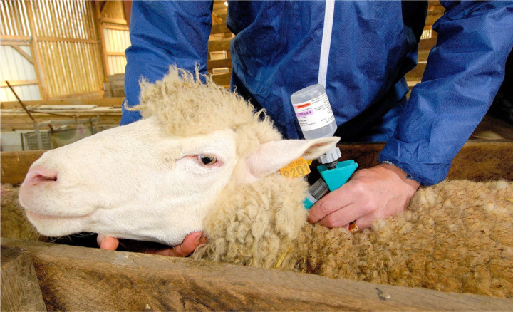 Ein Schaf in Frankreich wird gegen die Blauzungenkrankheit geimpft. BILD: S. LEITENBERGER / STOCK.ADOBE.COM