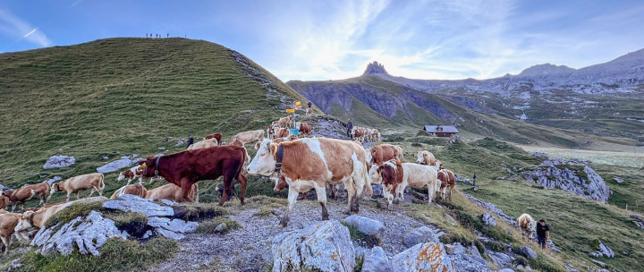 Los geht’s: Aufbruch der Tiere auf der Engstligenalp zum Weg talwärts. BILDER: RUTH STETTLER