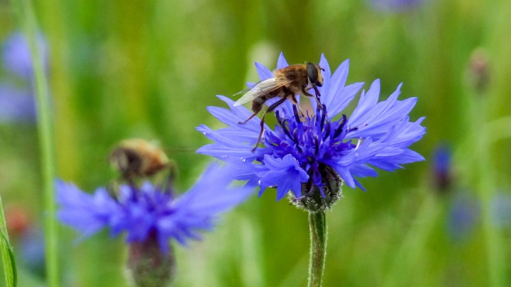 Eine Biene sucht an einer Buntbrache nach Nektar. BILD: LID