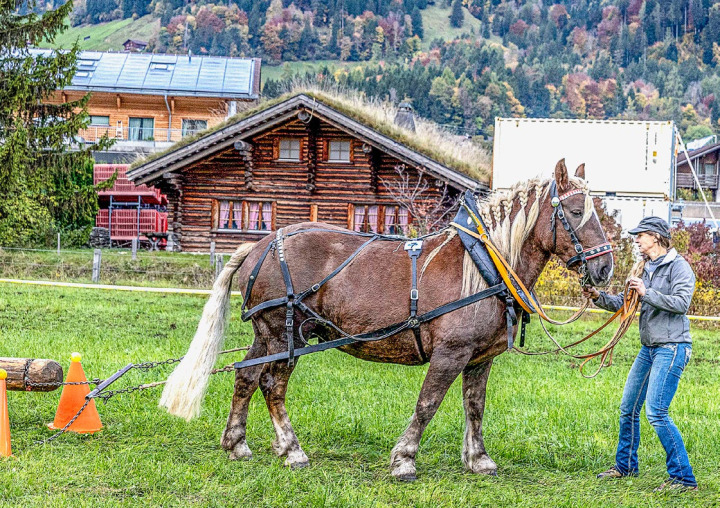 Danea Bergmann aus Matten im Simmental mit Furka 12 im Einsatz. BILDER: MICHAEL SCHINNERLING