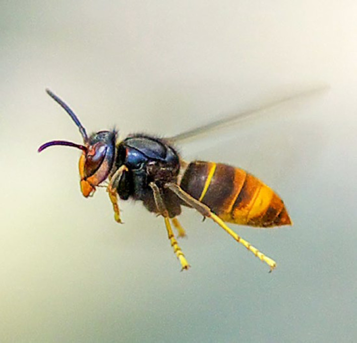 Seitenansicht einer Asiatischen Hornisse im Flug.