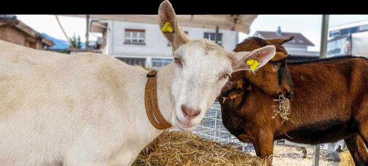 BILD: MICHAEL SCHINNERLING