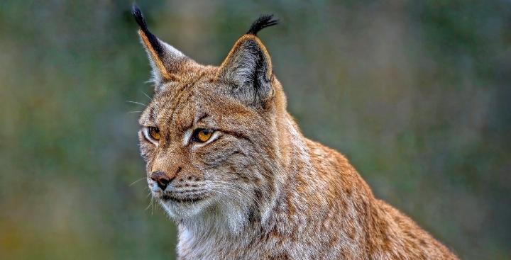 «Der Luchs hat sich eventuell bedient wie im Schnellrestaurant.» BILD: PIXABAY