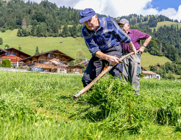 Peter Allenbach aus Frutigen ist ein Profi im Handmähen. BILD: MICHAEL SCHINNERLING