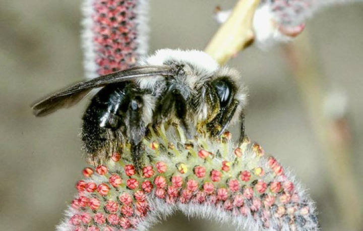 Der Kanton will für Wildbienen – hier eine Weidensandbiene – neue Lebensräume schaffen.
