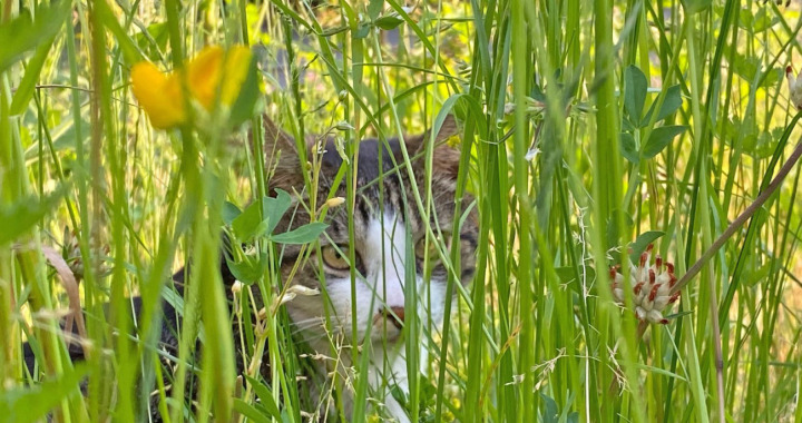 Hausarrest ist für Katzen möglich – für Wildtiere jedoch nicht. BILD: ZVG