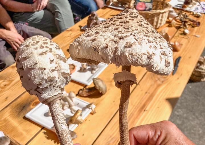 Erkennungsmerkmal des Riesenschirmlings ist der genatterte Stiel. BILDER: RAHEL ROESTI