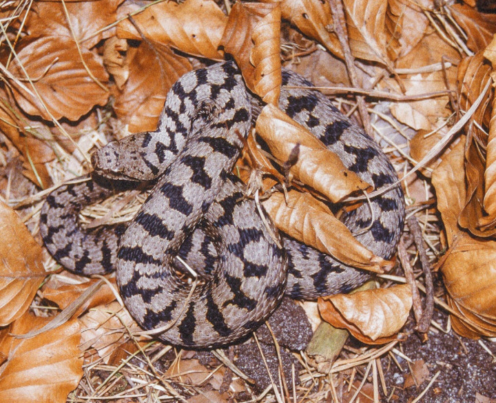 Die Aspisviper, eine unserer heimischen Giftschlangen, ist meist in dieser Farbvariante anzutreffen. ALLE BILDER: BERT INÄBNIT