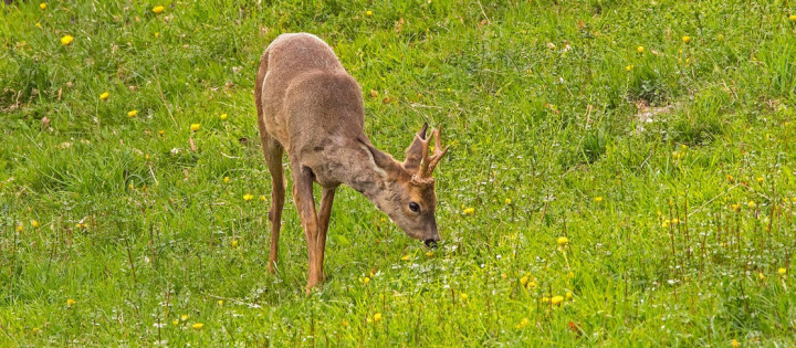 Rehe und Hirsche bewegen sich eigentlich viel lieber auf Wiesen, zum Schutz fliehen sie in die nahen Wälder. BILD: PIXABAY