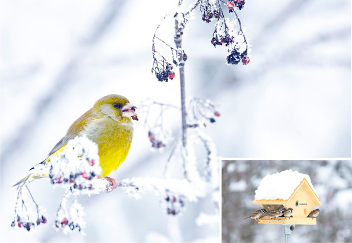 Einheimische Beerensträucher und Wildstauden im Garten bieten überwinternden Vögeln wie diesem Grünfinken ein vielfältiges Nahrungsangebot. Wer trotzdem zufüttern möchte: Geeignete Futterhausmodelle mit schmalen «Krippen» und aussenliegenden Sitzstangen verhindern die Verschmutzung der Nahrung. BILDER: ZVG / MARKUS VARESVUO (GRÜNFINK), MARCEL BURKHARDT (FELDSPERLINGE AM FUTTERHAUS)