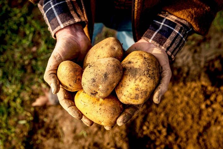 Kartoffeln ist eines der Hauptnahrungsmittel in der Schweiz. BILD: LID
