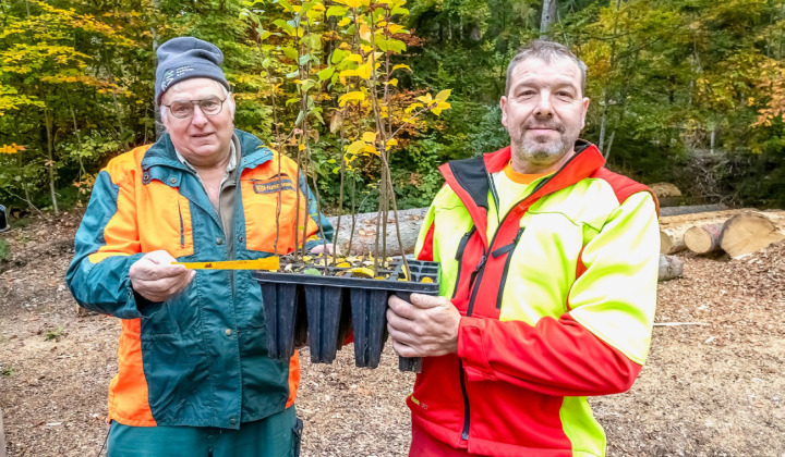 Forstwart Peter Rubin übergibt Stefan Rieder von der Bergbäuert Frutigen zehn Lärchen und zehn Holzäpfelbäume. BILD: MICHAEL SCHINNERLING