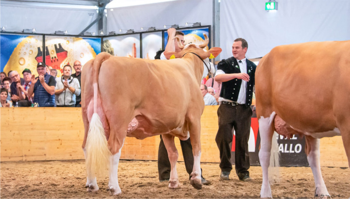 Cyrill Rosalie (l.) hat den unter ZüchterInnen begehrten Titel gewonnen. BILD: ZVG / LEONIE GUGGISBERG