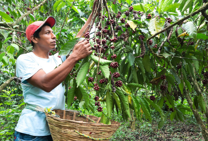 Kaffeeernte ist in Chiapas (Mexiko) Handarbeit. BILD: ZVG / DAMIÁN SÁNCHEZ, PUBLIC EYE