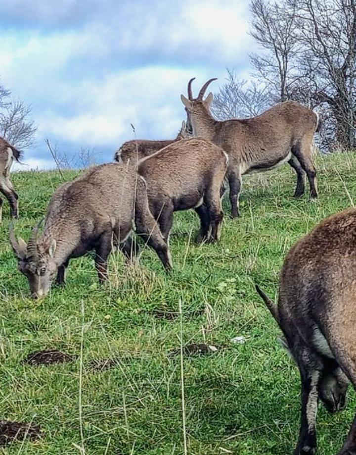 Ein zahmes Rudel Steinwild zeigte sich den Adelbodnerinnen. BILD: ZVG