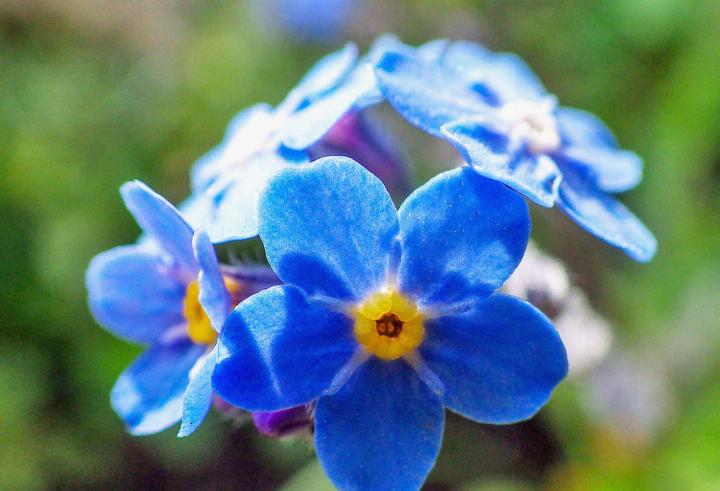 Das Alpenvergissmeinnicht (Myosotis alpestris) blüht in artenreichen Bergwiesen.